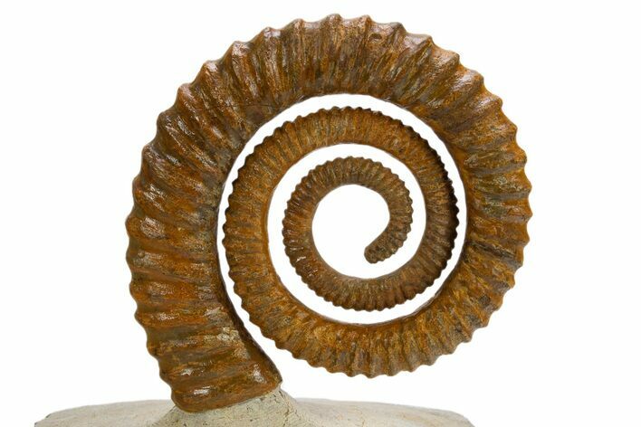 Early Devonian Ammonoid (Anetoceras) - Tazarine, Morocco #312715